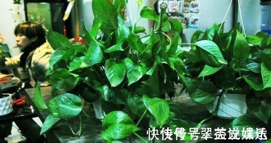 养分|花店老板说往绿萝君子兰盆里塞点它,叶子黑亮,疯狂开花!