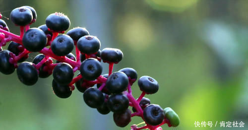 果子|民间称它是“土人参”，嫩叶可当野菜，农村孩子用它果子当胭脂