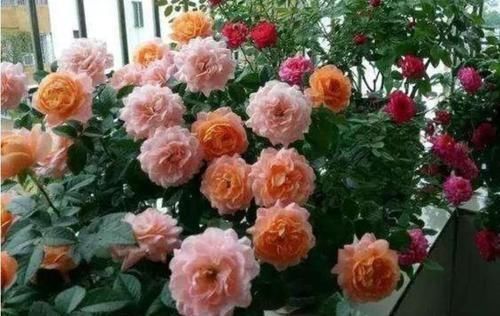 4种花很好养，栽土里就活，懒人新手都能养，花开精致小巧