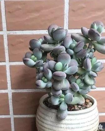 浇水|乒乓福娘如何养的滚圆可爱,除了品种要正,这些也很重要