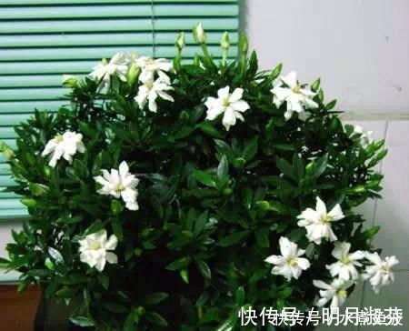 有机肥料|不要再扔掉这个东西了，往花盆里加一个花就多了，叶子绿了，比花强10倍