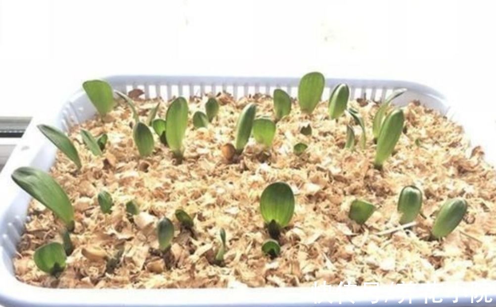 君子兰用种子繁殖，方法很简单，一次能培育十几棵