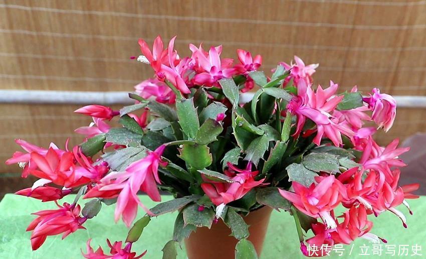 6种省心植物，做到这几点，养好无忧