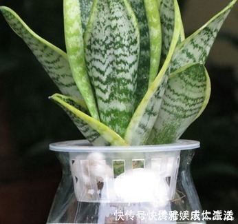 卧室|卧室里最适合放这三种绿植，空气清新睡眠无忧，赶快试试吧