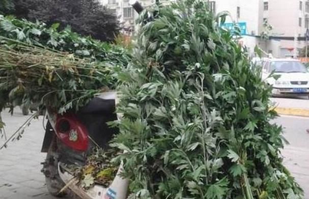 农村|“家有三年艾,郎中不再来”,艾草功效多到数不清!遇到要多采!