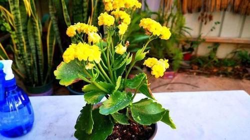 简单几步，打造出花繁叶茂年宵花，长寿花实在太美了