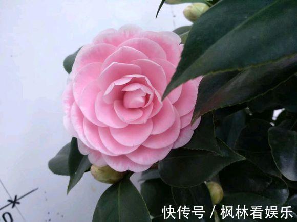 八月适合养茶花，这几招做得好，冬天省事开花也多