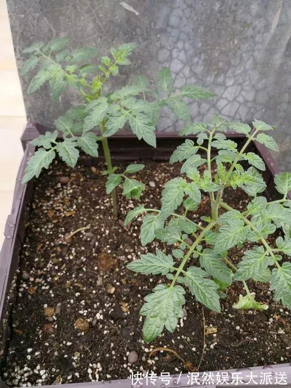 3种“水果”蔬菜，阳台就能种，青脆爽口，老人小孩都爱吃！