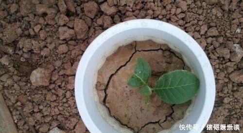 黄叶烂根|最不适合养花的几种土壤,千万不要用,否则黄叶烂根养不活