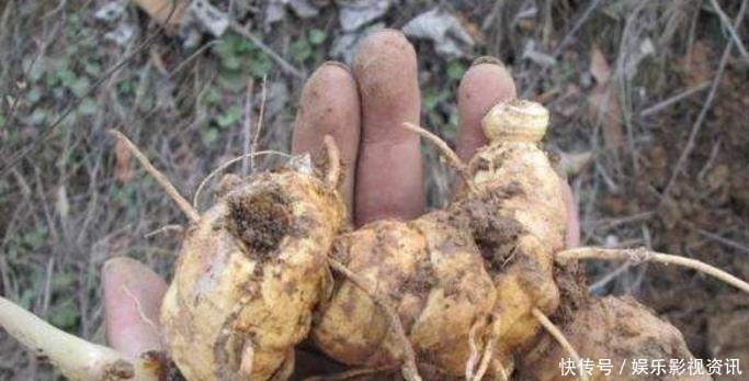 抗衰老|李时珍称它为“气血双补之王”,除风湿,强筋骨,润心肺,抗衰老