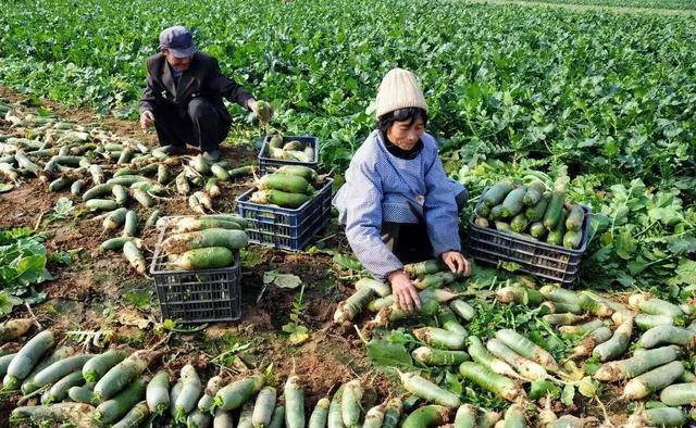 大白菜#“立冬萝卜,小雪菜”这句农谚是指的什么意思?