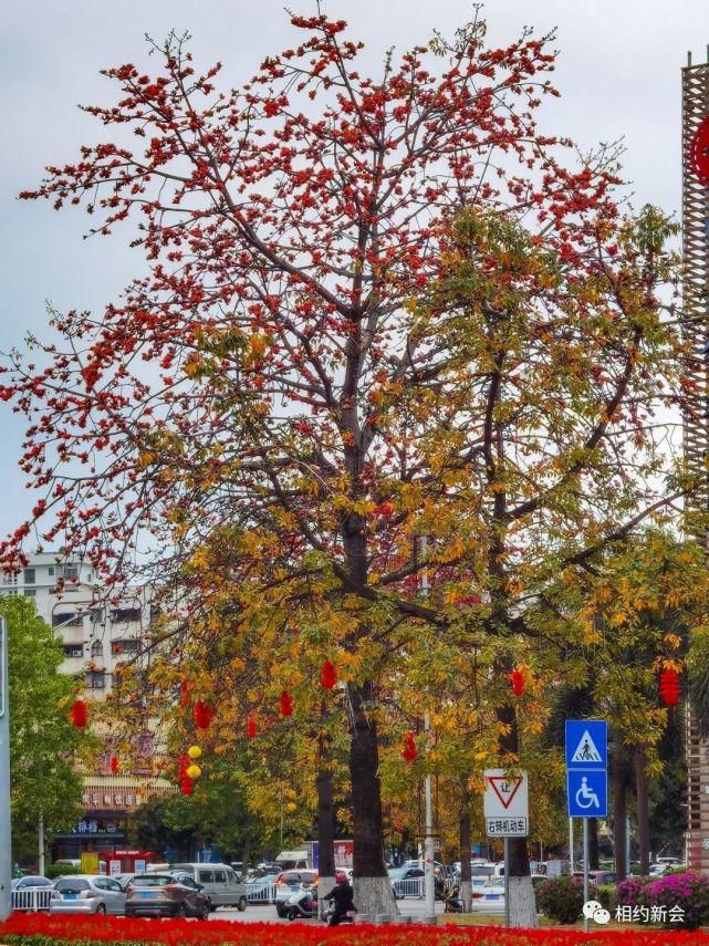 木棉花，开了