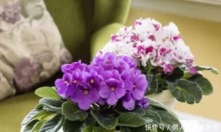 4种花比牡丹还漂亮,比绿萝还好养,年年花开不断,特适合养家里