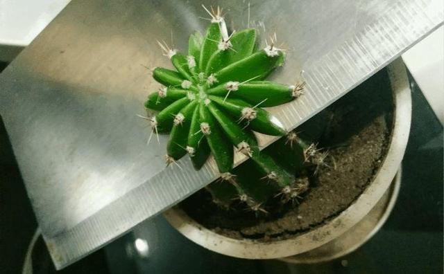  呼呼|常见的2种花，夏天多“切几刀”，才能呼呼冒“新芽”，翻倍的长