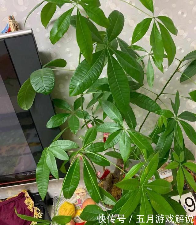 发财树爱烂根，土里埋颗粒，根系发达，叶子闪亮，长成大盆景