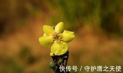 在家务农|未来4天，桃花缠绕，日子惬意，不再停留，诉说痴心，白首不离