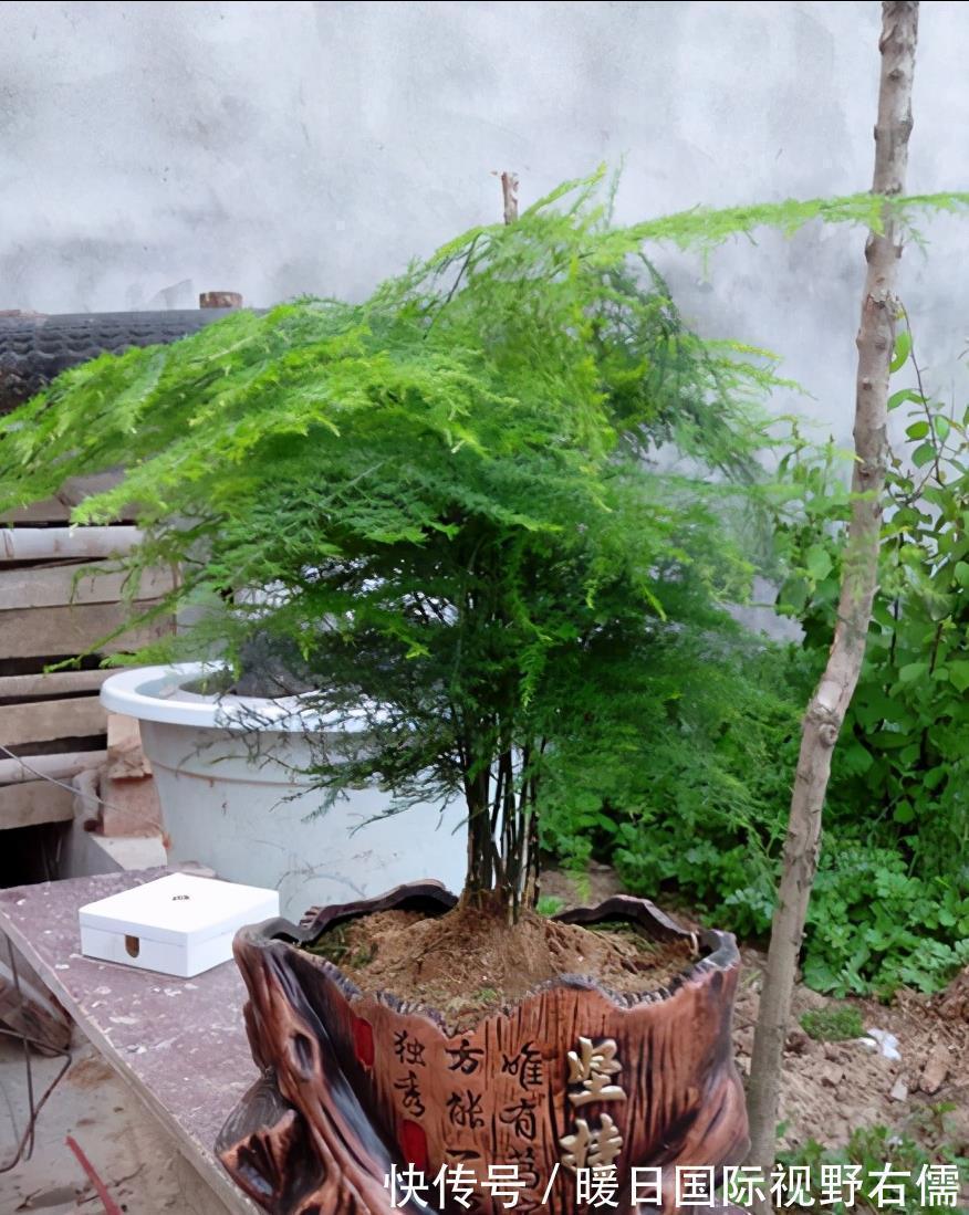 盆栽|5种“耐阴花”,养在北阳台上不见光,开花也很爆