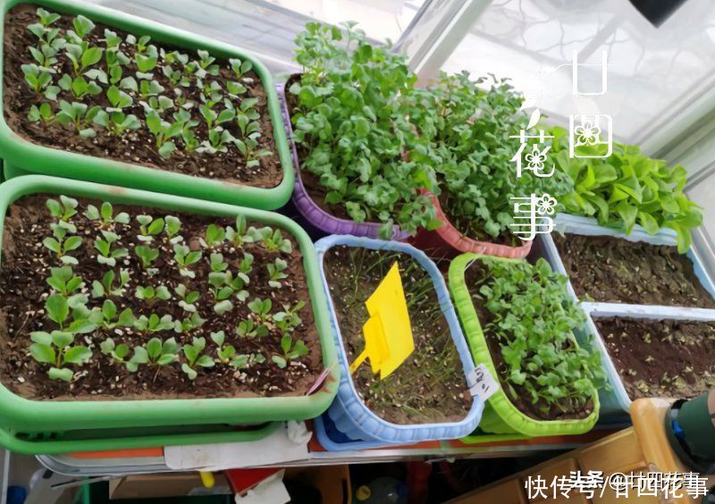 阳台种上4种菜，春节刚好上桌，自给自足，不怕菜涨价