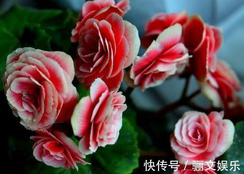 喜欢菊花,就养盆“珍稀名菊”名流千秋,开花爆盆很简单,花还美