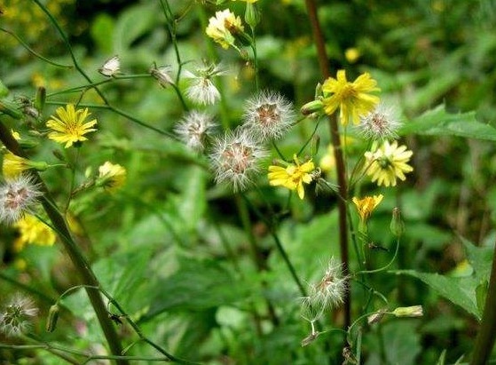 黄鹌菜|乡下的“九死还魂草”,长在地里没人搭理,关键时候能救命