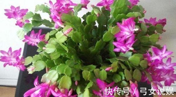 夏季养殖蟹爪兰、沙漠玫瑰、仙客来、君子兰,少浇水反而长得好