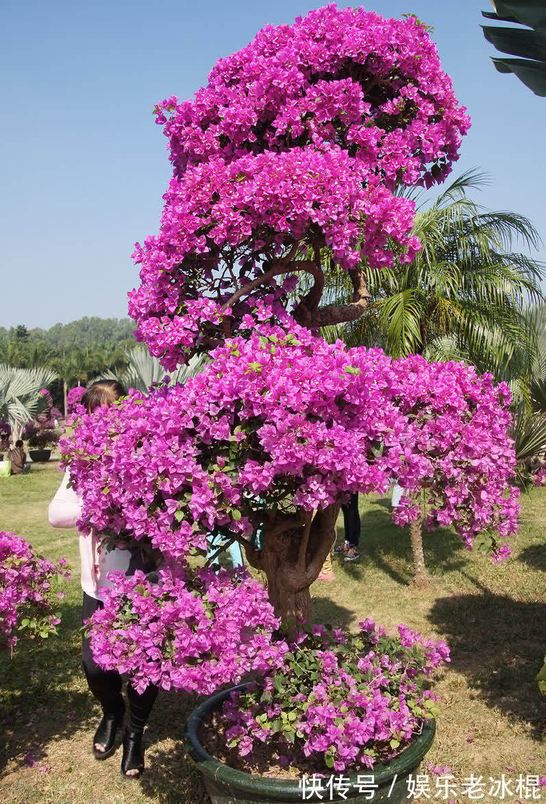 消毒|家庭养花：该怎么给土壤杀菌消毒？简易高效的手段有3种