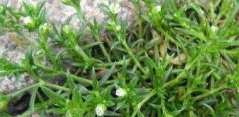 农村路边的漆姑草，清热解毒、杀虫止痒，城里人想吃也买不到！