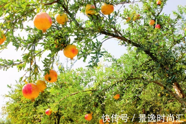 院中有五树，子孙一直富，五树分别是什么树？有何寓意