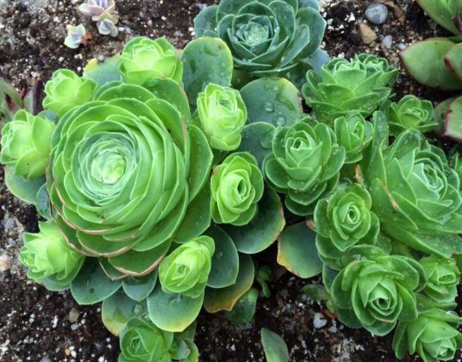 养多肉,就养这种“玫瑰花”,好养又好看,摆角落,也能花开不断