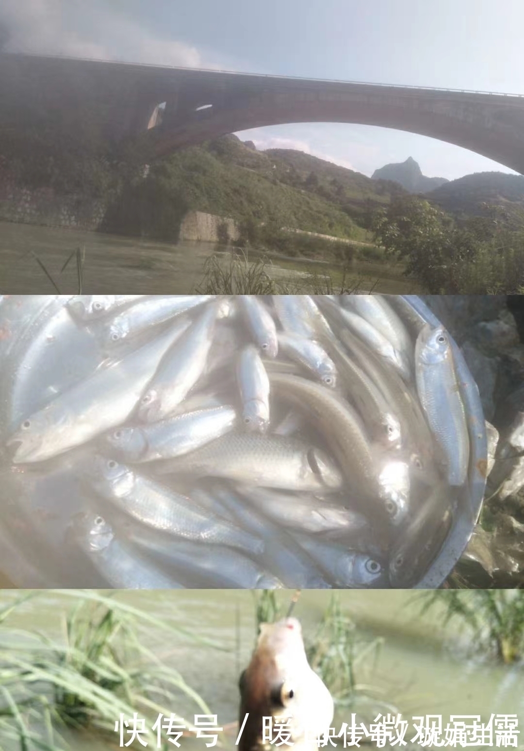 技巧|垂钓鳙鱼的技巧，饵料和垂钓方法用对才是制胜关键