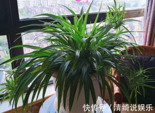 搬走|家里的“2个”地方，别再“养花”了，养了也得搬走
