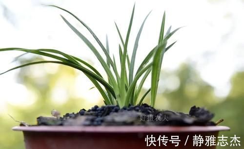 花卉|营养土的自制方法，兰友说：这样就简单了，明天开始做