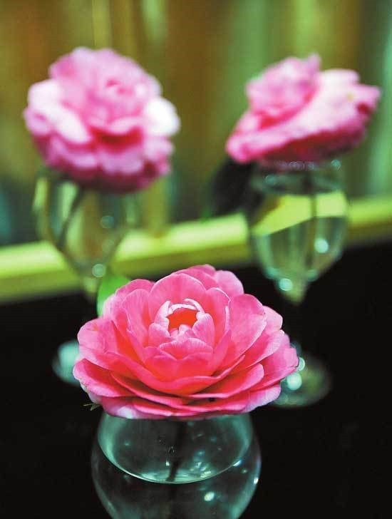 此花是一个高尚的存在,是天真无邪的花,寓意着最为理想的爱