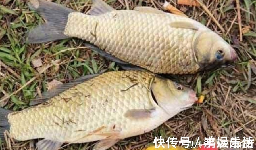 味型|冬钓用饵,岂能随随便便!按我说的做,一根竿子都钓不过来