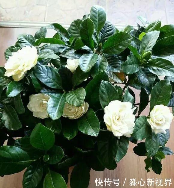 植株|栀子、茉莉不开花这么一处理，花苞“嗖嗖冒”，花朵洁白、芳香