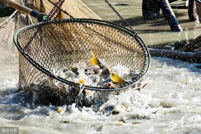 浮漂为什么会有力的“一顿”?钓鱼大师一点就透,终于明白了