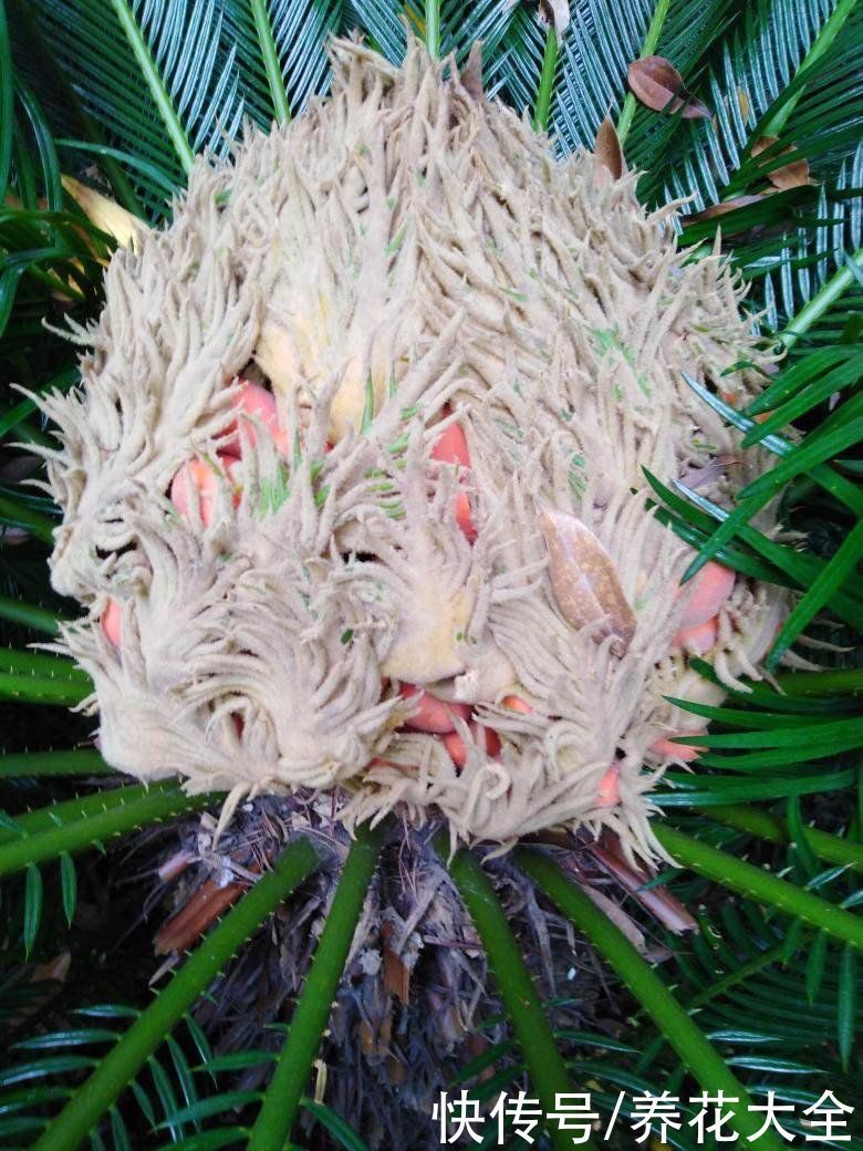 镇宅|“丑八怪”镇宅花,样子威武霸气,养在家里特安心