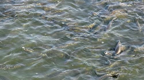 蛇头|鱼塘里横扫一切的黑鱼,连食人鱼都不怕,它们的天敌是什么鱼?