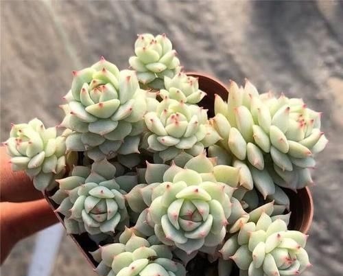 此款多肉，如夜色一般温柔，养护好气质独特迷人，值得拥有