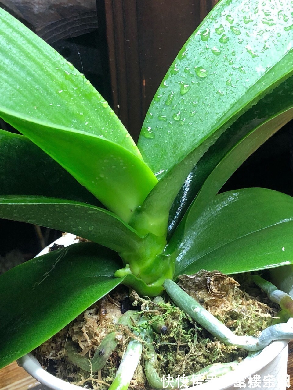 沙漠玫瑰|家里养6种花,把水浇得勤快了,容易烂根、黄叶,需要当心