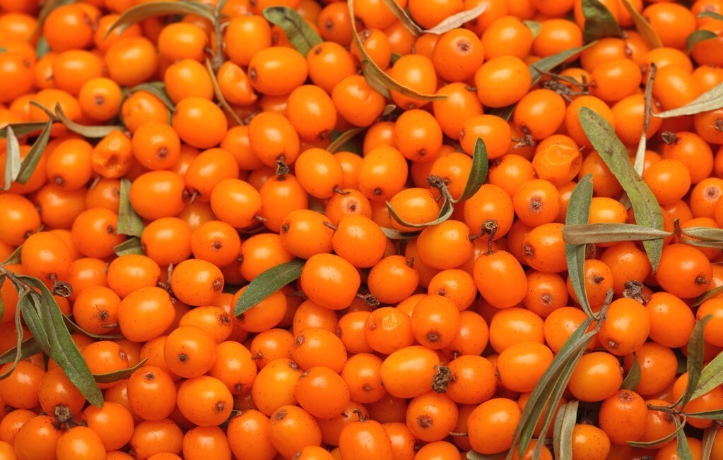 猪油|吃荞麦能够降血脂心内科医生提醒2种“升脂大户”要少碰