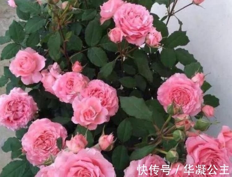 4种花很耐养,沾土就能活,花大色艳,全年开花不断