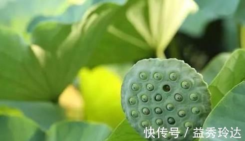 鸡笼!辛弃疾最唯美的词,无比温情,内容简单,读完心里暖暖,传唱千年