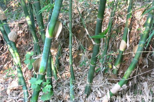 特产|作为一个三明人,你认识下面这5种家乡的特产吗