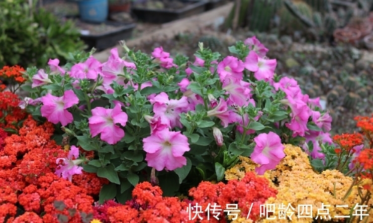 土表|长寿花出现3个“症状”,赶紧拿起剪刀,因为修剪才能“保命”