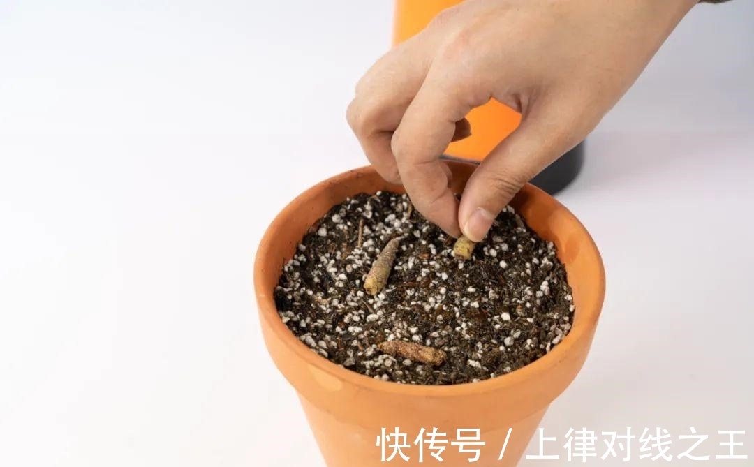 长筒花是“室内花量王者”,没光也能开爆盆,阳台党福音