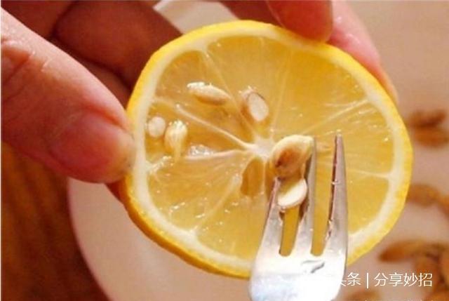 盆景还在买这4种水果吃完千万别扔,这样做一个月后变盆栽美景