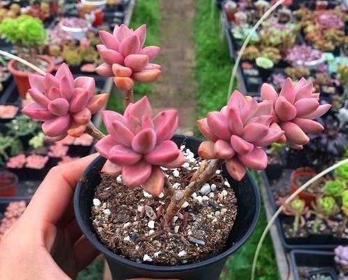 叶片|养多肉姬胧月,了解掌握3个技巧,1年长成悬崖老桩