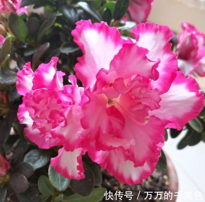 花朵|4种花很耐养,沾土就能活,谁见了都喜欢,花朵漂亮,花开旺!