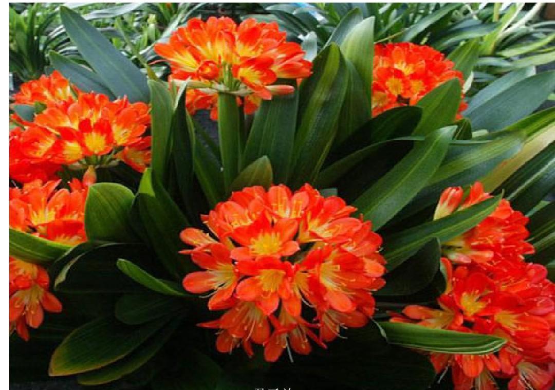 五种“旺宅花”，适合养客厅，一种比一种好养，一个比一个好看